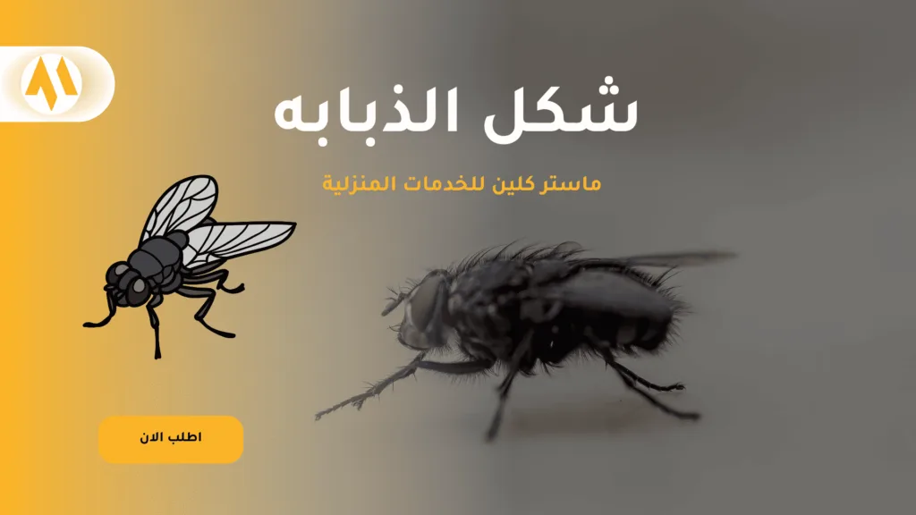 اشكال الذباب او البعوض